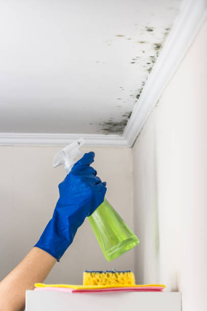 Best Black Mold Removal  in Chickasaw, AL